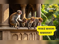 माकडं कशाला घाबरतात? त्यांना पळवून लावायचं असेल तर ही खास ट्रिक लगेच वापरा