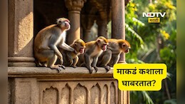 माकडं कशाला घाबरतात? त्यांना पळवून लावायचं असेल तर ही खास ट्रिक लगेच वापरा