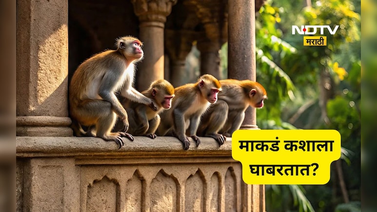 माकडं कशाला घाबरतात? त्यांना पळवून लावायचं असेल तर ही खास ट्रिक लगेच वापरा