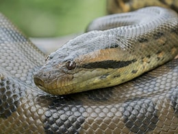 मोटा ताजा और खतरनाक होकर लौटा Anaconda, दुनिया के सबसे बड़े सांप को देखने की 5 वजहें