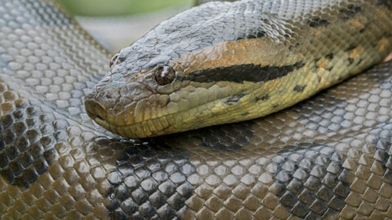 मोटा ताजा और खतरनाक होकर लौटा Anaconda, दुनिया के सबसे बड़े सांप को देखने की 5 वजहें