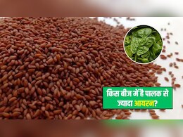 इन बीजों में है एक कटोरी पालक से ज्यादा आयरन, न्यूट्रिशनिस्ट ने बताया खाने का सही तरीका, आप भी जान लें