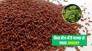 इन बीजों में है एक कटोरी पालक से ज्यादा आयरन, न्यूट्रिशनिस्ट ने बताया खाने का सही तरीका, आप भी जान लें
