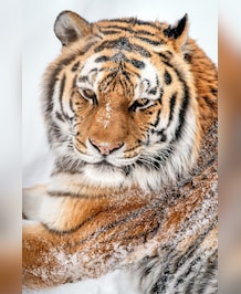 What's The Biggest Cat In The World