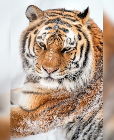 What's The Biggest Cat In The World