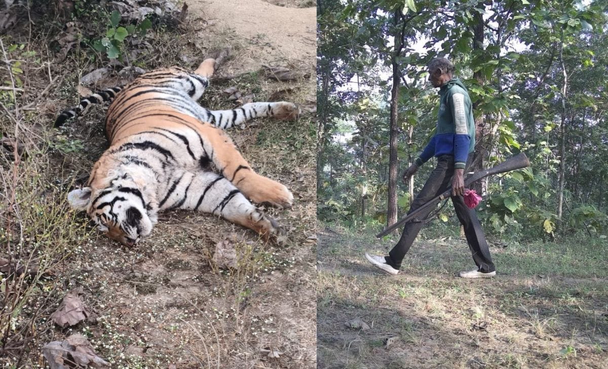Unprecedented Tiger Deaths in Madhya Pradesh: 54 Fatalities in 2025 Raise Serious Conservation Concerns
