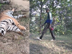 54 Tiger Deaths In Madhya Pradesh In 2025, Most Since Project Tiger Launch