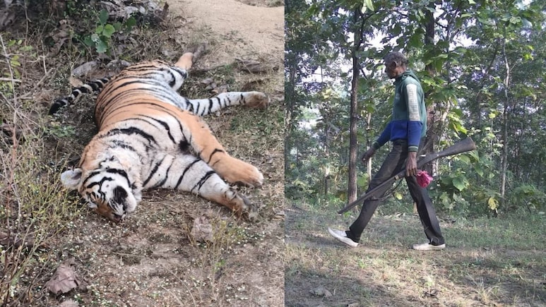 54 Tiger Deaths In Madhya Pradesh In 2025, Most Since Project Tiger Launch