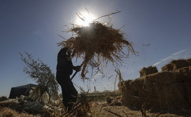 UAE Orders Suspension Of Indian Wheat Export For 4 Months: Report