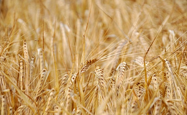 Wheat Exports Ban, "Adds To Growing Food Inflation Risks In Asia": Nomura