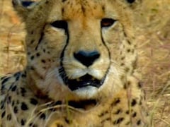 Madhya Pradesh To Welcome 8 More Cheetahs From Botswana On February 28