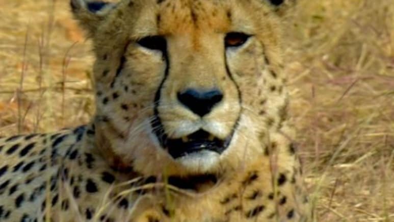 Madhya Pradesh To Welcome 8 More Cheetahs From Botswana On February 28