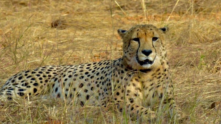 मध्य प्रदेश में थम नहीं रहा चीतों की मौत का सिलसिला,  अब तक 20 की गई जान