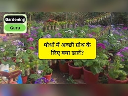 Gardening Guru: कौन सा पौधा 12 महीने फूल देता है? पौधों में अच्छी ग्रोथ के लिए क्या डालें, एक्सपर्ट से जानिए
