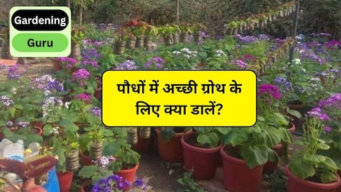 Gardening Guru: कौन सा पौधा 12 महीने फूल देता है? पौधों में अच्छी ग्रोथ के लिए क्या डालें, एक्सपर्ट से जानिए