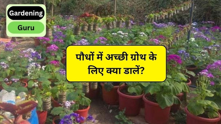 Gardening Guru: कौन सा पौधा 12 महीने फूल देता है? पौधों में अच्छी ग्रोथ के लिए क्या डालें, एक्सपर्ट से जानिए