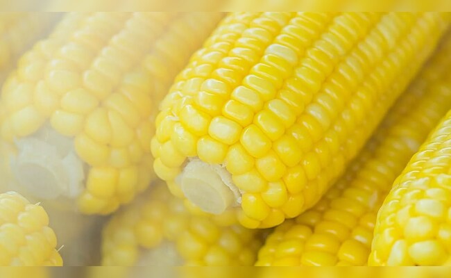 India Needs To Raise Maize Output To 44-45 Million Tonnes In 5 Years: Union Agriculture Secretary