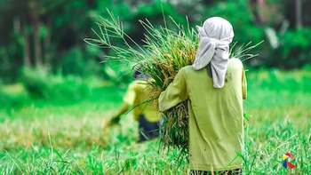 Fadnavis Pledges Farm Loan Waiver By June 30; Flags El Nino Threat To Kharif Crops