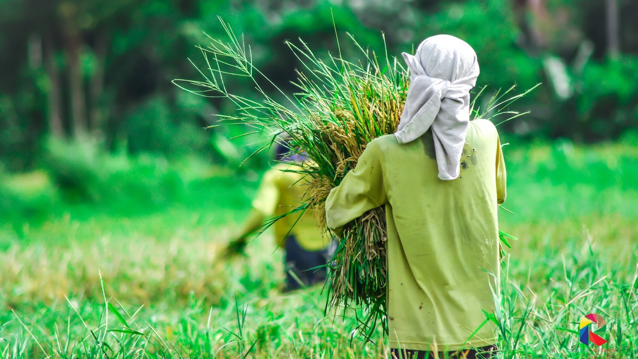 Over 2,500 Farmers In Punjab And Haryana Earned Rs 2.9 Crore For First Time Via Soil Carbon Credits
