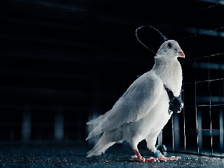 कबूतरों में लगा दी चिप! ड्रोन की तरह होंगे रिमोट से कंट्रोल