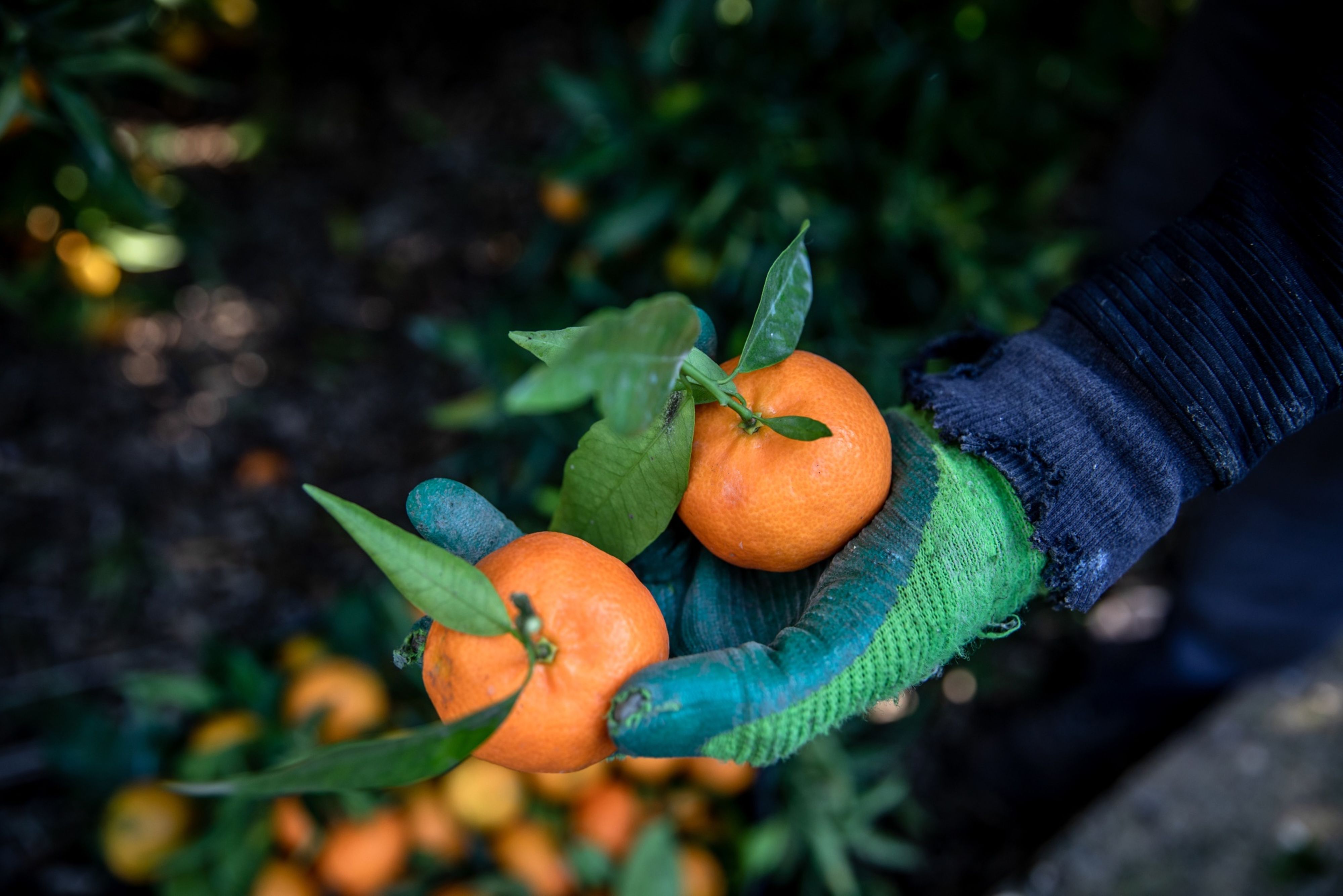 SBI, Dr. Reddy's Labs, UltraTech Cement And More: Top Stock Picks For December By KRChoksey