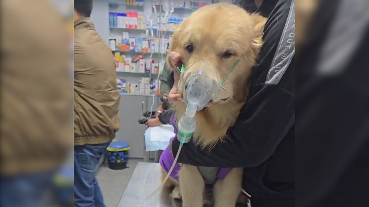 Animals Bear Brunt As Delhi Air Pollution Shows No Signs Of Abatement