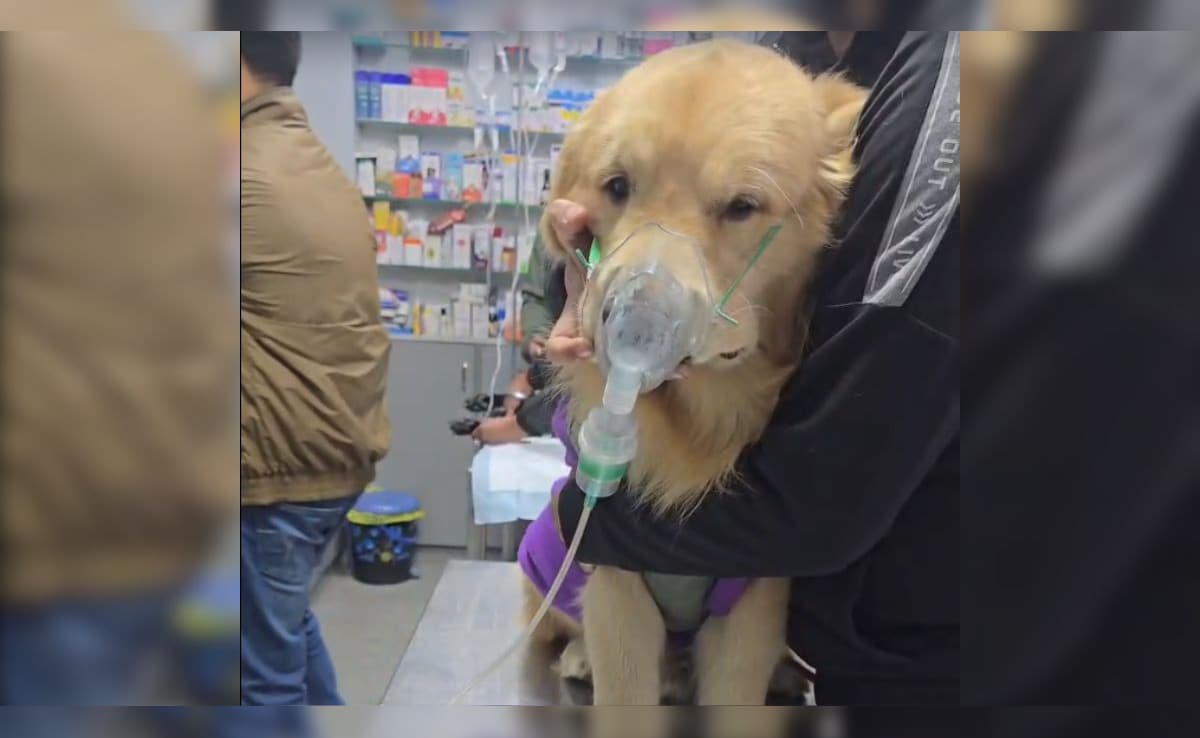 Animals Bear Brunt As Delhi Air Pollution Shows No Signs Of Abatement