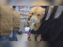 Animals Bear Brunt As Delhi Air Pollution Shows No Signs Of Abatement