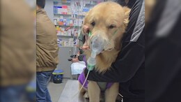 Animals Bear Brunt As Delhi Air Pollution Shows No Signs Of Abatement