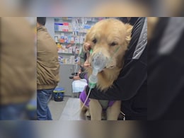 Animals Bear Brunt As Delhi Air Pollution Shows No Signs Of Abatement