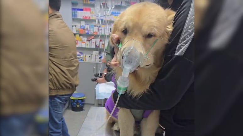 Animals Bear Brunt As Delhi Air Pollution Shows No Signs Of Abatement