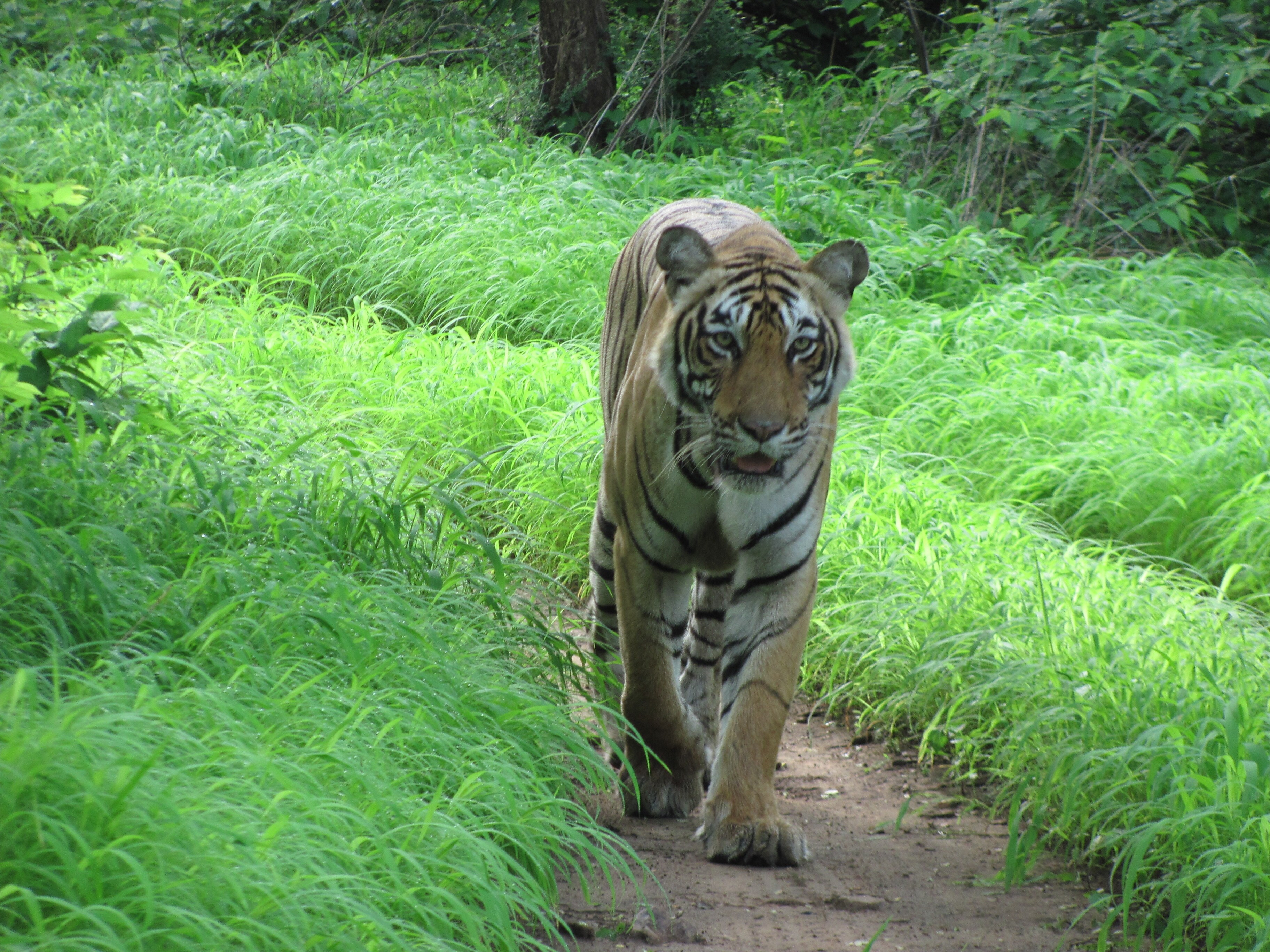 India&rsquo;s Wildlife Is Battling Disease Too