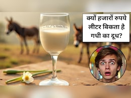 7500 रुपये लीटर बिकता है गधी का दूध, जानें ऐसा क्‍या है खास, गधी के दूध के फायदे और नुकसान