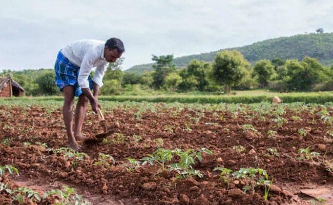 Government Spending Rs 6.5 Lakh Crore Annually On Agriculture, Farmers' Welfare: PM Modi