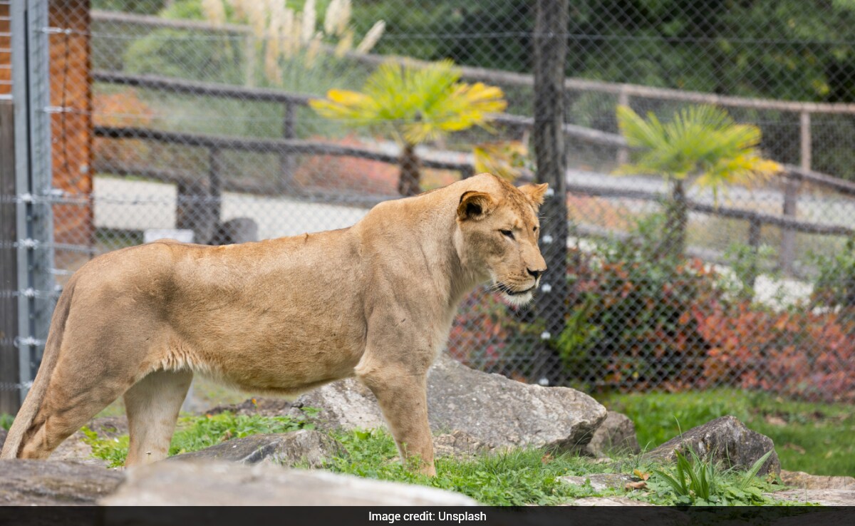 Teenager Killed by Lioness at Brazilian Zoo