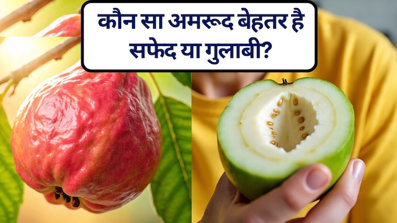 White Guava vs Red/Pink Guava:  कौन सा अमरूद बेहतर है, सफेद या गुलाबी? डायबिटीज और वज़न घटाने के लिए बेस्ट अमरूद