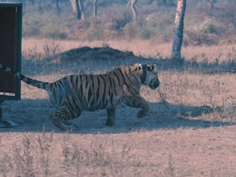 माधव टाइगर रिजर्व में सैलानियों के चेहरे पर लौटी खुशी, जंगल में आए मादा मेहमान की दहाड़ ने तोड़ी खामोशी