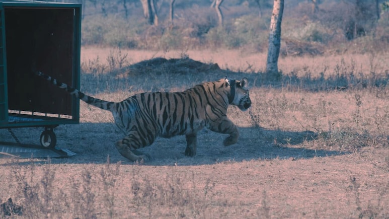 माधव टाइगर रिजर्व में सैलानियों के चेहरे पर लौटी खुशी, जंगल में आए मादा मेहमान की दहाड़ ने तोड़ी खामोशी