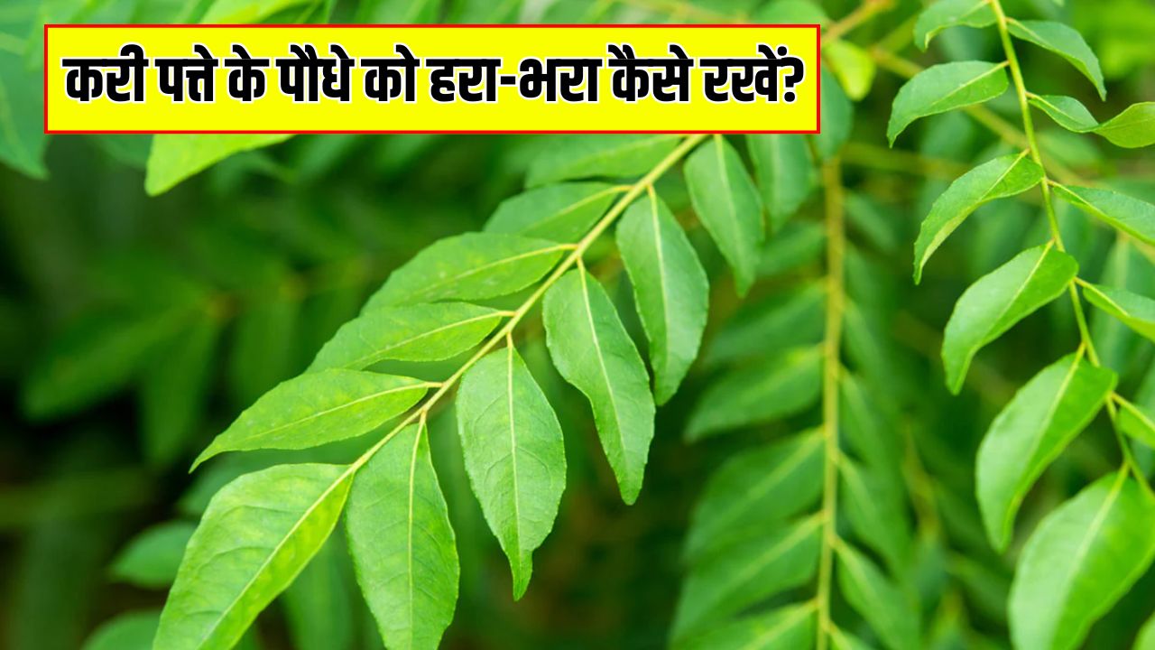 सर्दी में बार-बार मुरझा रहा है करी पत्ते का पौधा? आज ही कर लें ये 3 काम, कुछ दिनों में आने लगेंगे दोगुना पत्ते