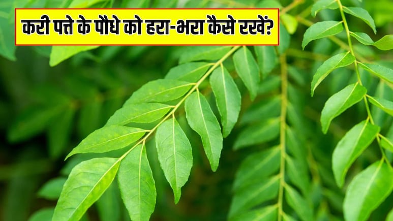 सर्दी में बार-बार मुरझा रहा है करी पत्ते का पौधा? आज ही कर लें ये 3 काम, कुछ दिनों में आने लगेंगे दोगुना पत्ते