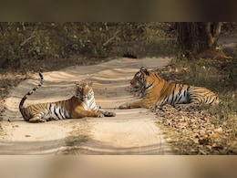 बेस्ट वाइल्डलाइफ डेस्टिनेशन का खिताब मध्यप्रदेश को क्यों? MP के टॉप टाइगर रिज़र्व की पूरी लिस्ट