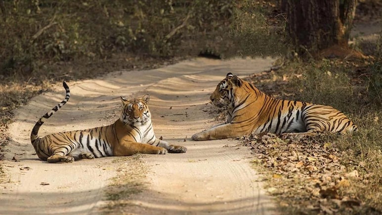 बेस्ट वाइल्डलाइफ डेस्टिनेशन का खिताब मध्यप्रदेश को क्यों? MP के टॉप टाइगर रिज़र्व की पूरी लिस्ट