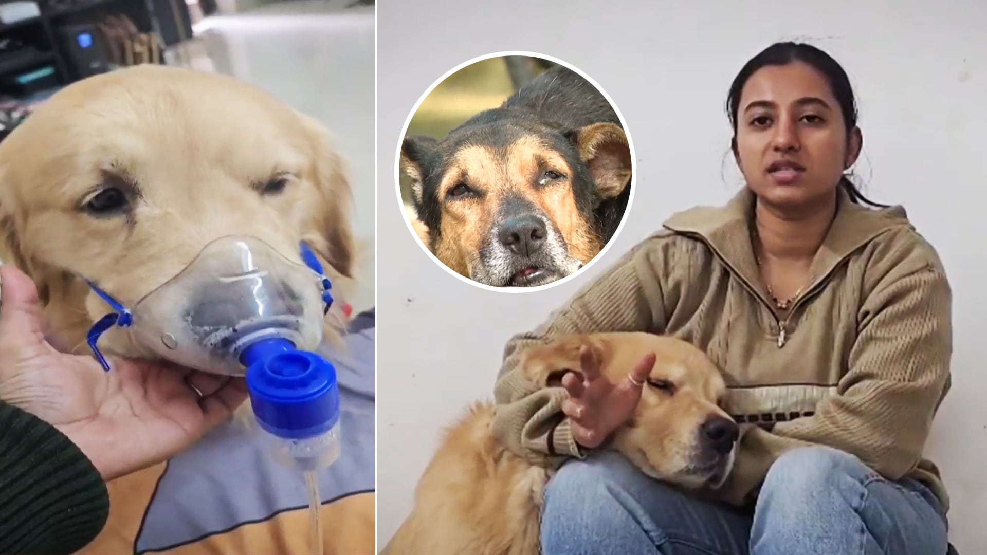 Animals Struggle To Breathe As Delhi Air Turns Toxic