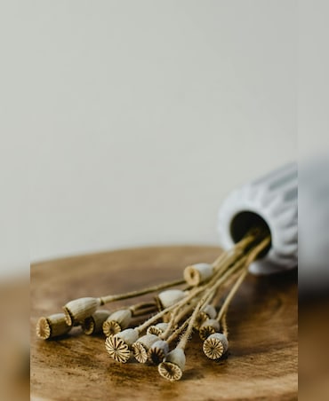 Health Benefits Of Poppy Seeds