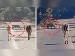 कई लोगों को शिकार बना चुकी बाघिन 'कनकटी' का कोटा के 5 गांवों में खौफ, एंक्लोजर फांदकर निकली थी बाहर