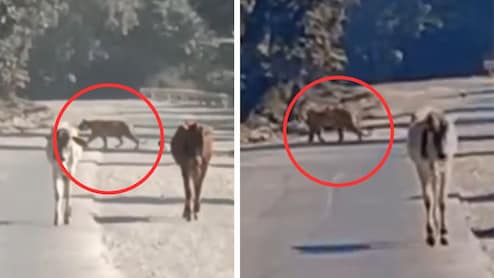 कई लोगों को शिकार बना चुकी बाघिन 'कनकटी' का कोटा के 5 गांवों में खौफ, एंक्लोजर फांदकर निकली थी बाहर