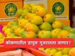 Konkan Hapus:  'हापूस'ही गुजरातला जाणार? कोकणातील आंबा बागायतदारांची चिंता वाढली