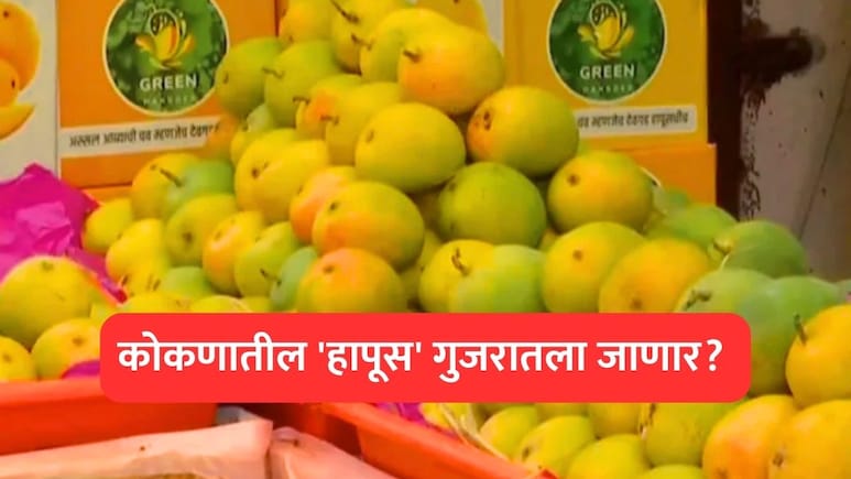 Konkan Hapus: कोकणातील 'हापूस' गुजरातला जाणार? कोकणातील आंबा बागायतदारांची चिंता वाढली