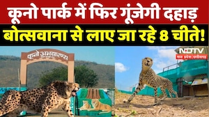 Kuno National Park में आएंगे 8 नए मेहमान, फिर गूंजेगी चीतों की दहाड़! | Madhya Pradesh | Botswana