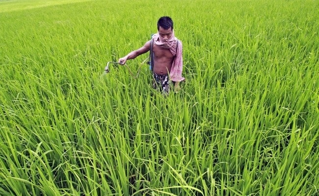 Government To Give Additional Fertiliser Subsidy To Farmers In 2022-23